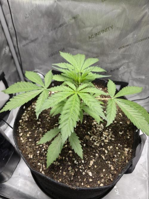 Blueberry Honey. Week 4 - Overall
