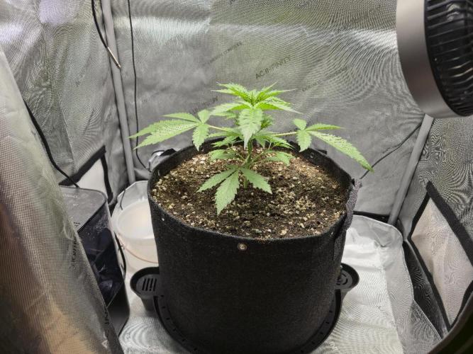 Blueberry Honey. Week 4