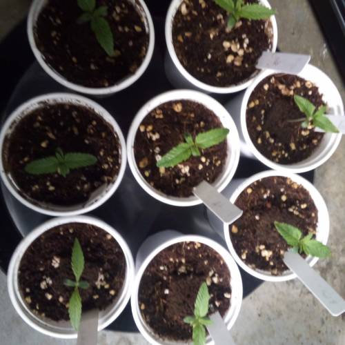 Alien og/ foul mouth grow. Week 1
