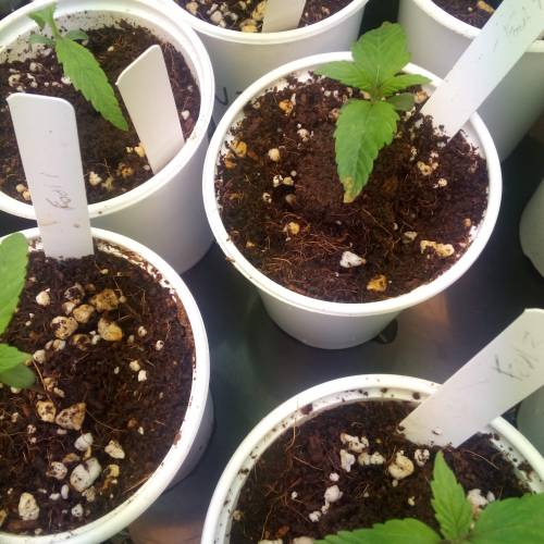 Alien og/ foul mouth grow. Week 1