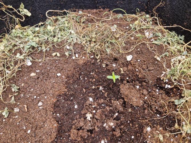 Shady apples. Week 0 - Seeds popped in 2 days. Straight into 30l root nurse fabric pots.