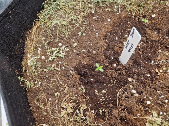Shady apples. Week 0 - Decided to put 2 seeds in each pot with them being autos. Waiting on watermelon