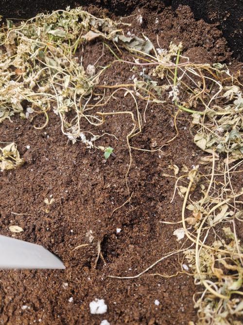 Shady apples. Week 1