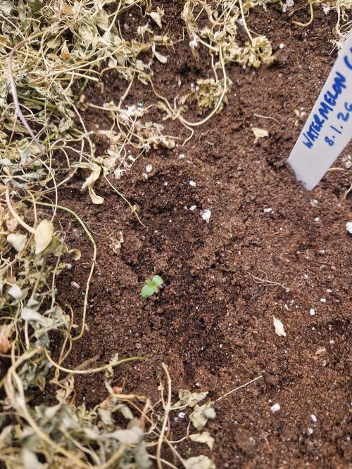 Shady apples. Week 1