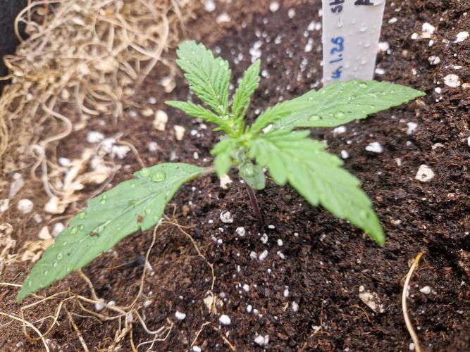 Shady apples. Week 2