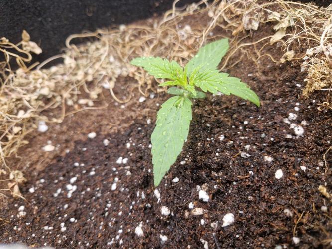 Shady apples. Week 2