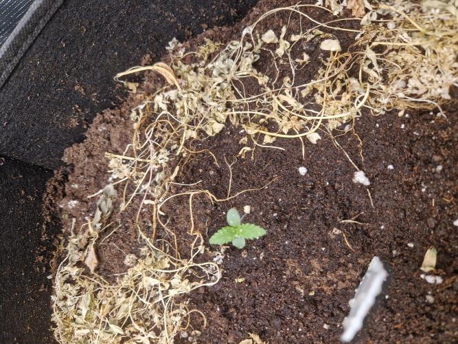 Shady apples. Week 2