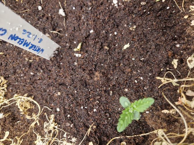 Shady apples. Week 2