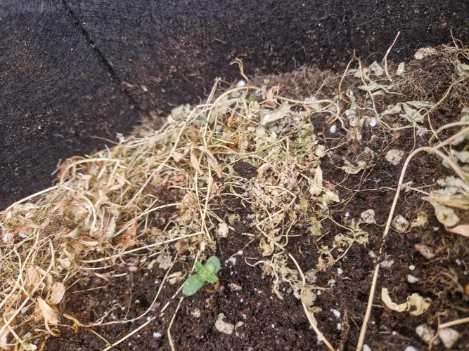 Shady apples. Week 2