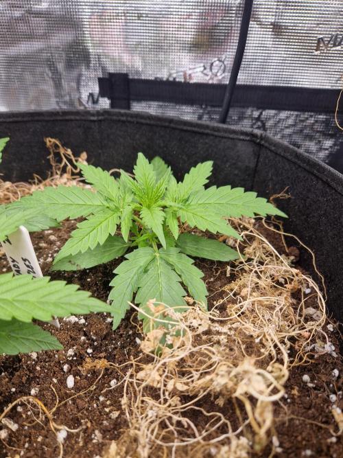 Shady apples. Week 3 - Shady apples