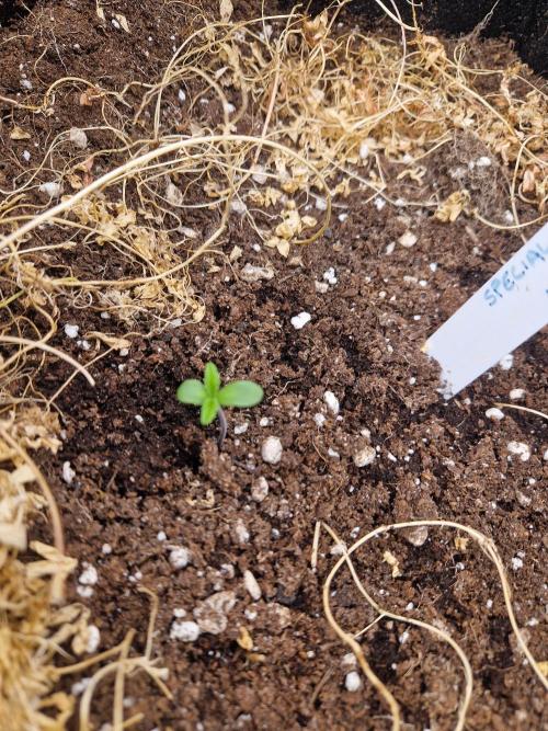 Shady apples. Week 3 - Sq1 