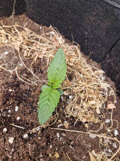 Shady apples. Week 3 - Sq1 slightly older than the first