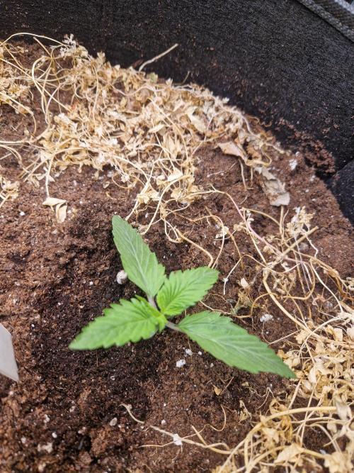 Shady apples. Week 3 - Watermelon candy