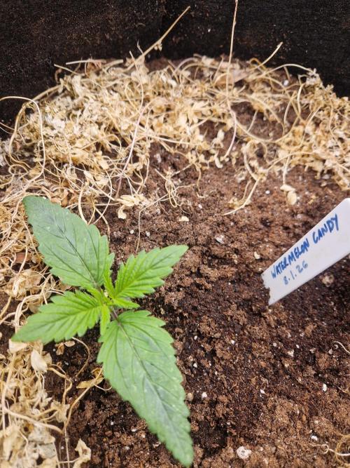 Shady apples. Week 3 - Watermelon candy. Some issues on leaves lowered the lights might be the cause