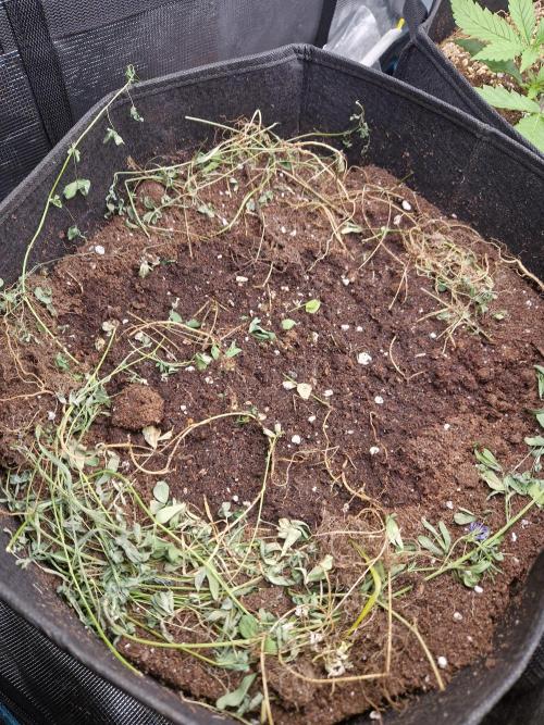 Shady apples. Week 3 - Spare pot watch this space