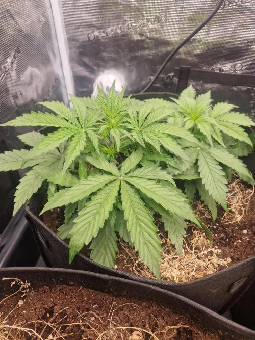 Shady apples. Week 4