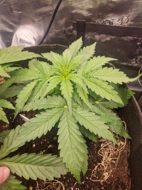 Shady apples. Week 4