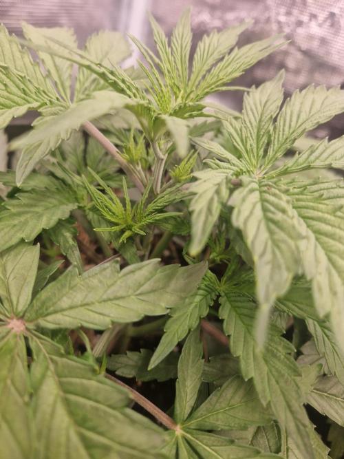 Shady apples. Week 4