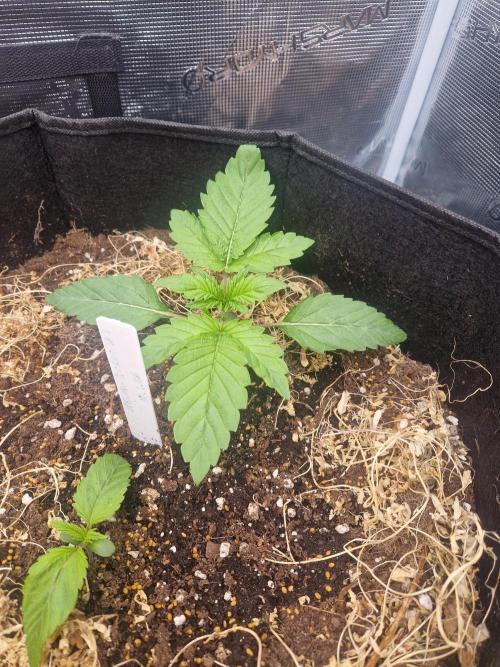 Shady apples. Week 4