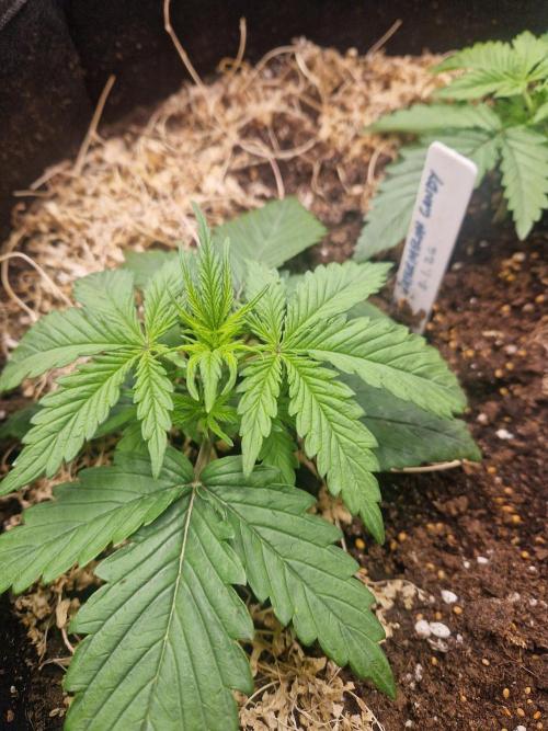 Shady apples. Week 4