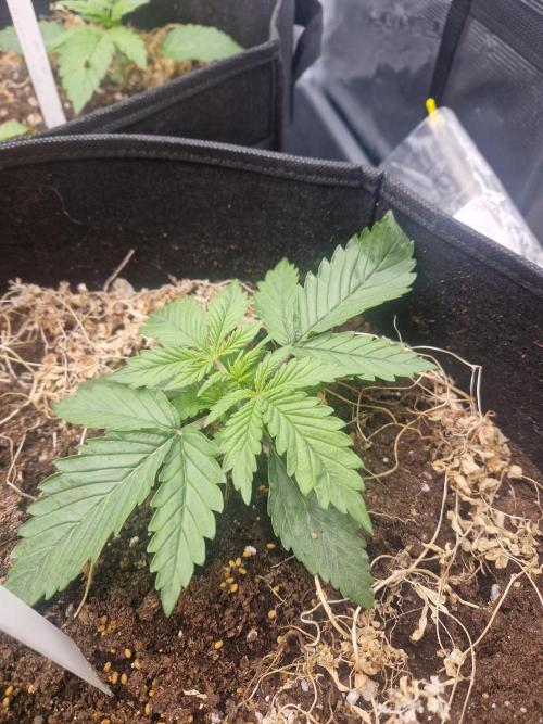 Shady apples. Week 4