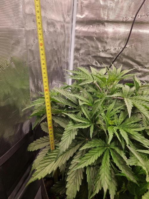 Shady apples. Week 5