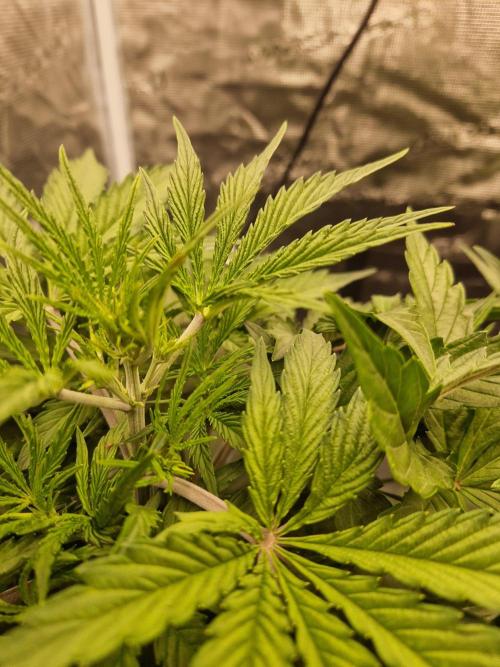 Shady apples. Week 5