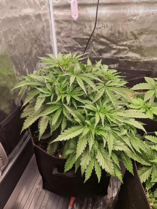 Shady apples. Week 5