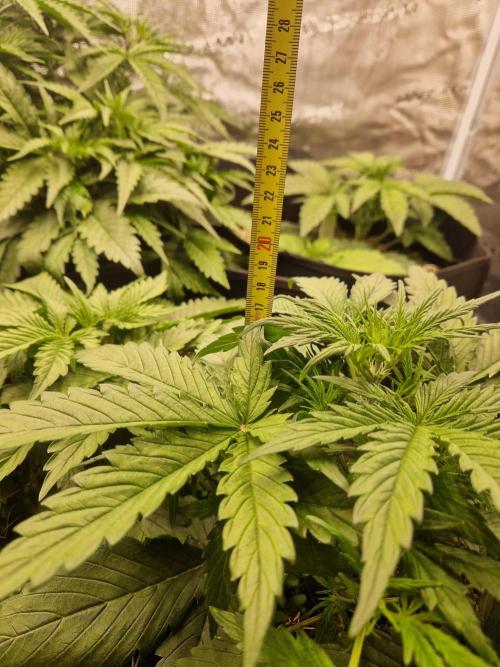 Shady apples. Week 5