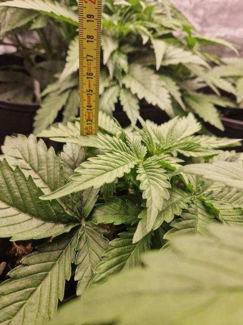 Shady apples. Week 5