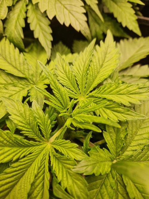 Shady apples. Week 5