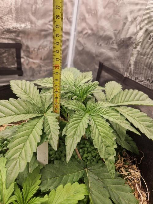 Shady apples. Week 5