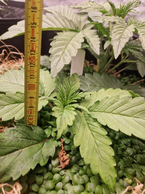 Shady apples. Week 5