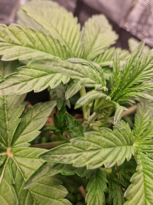 Shady apples. Week 5