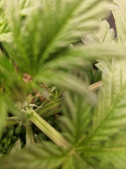 Shady apples. Week 5