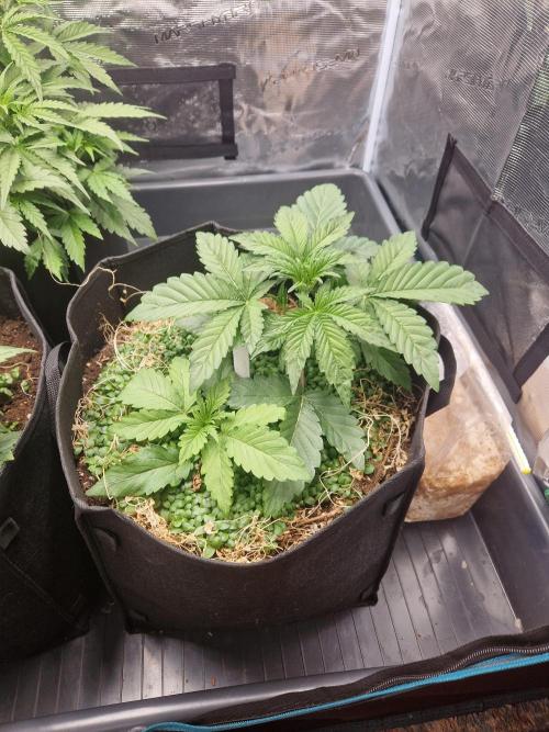 Shady apples. Week 5