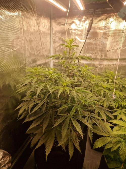 Shady apples. Week 6 - Shady appled