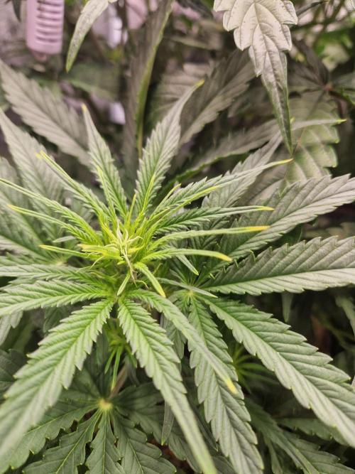 Shady apples. Week 6 - Shady apples