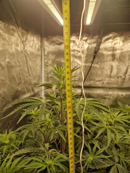 Shady apples. Week 6 - Shady apples