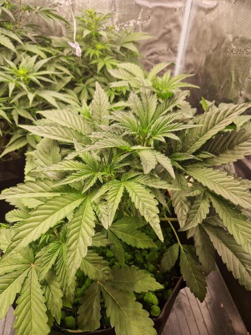 Shady apples. Week 6 - Special queen 1