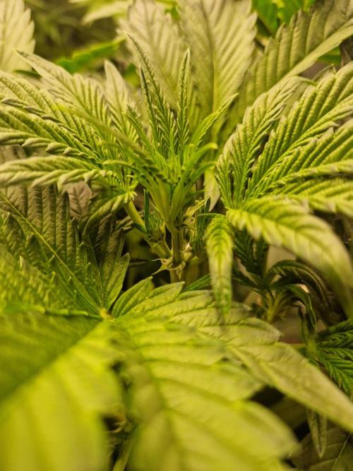 Shady apples. Week 6 - Special queen 1