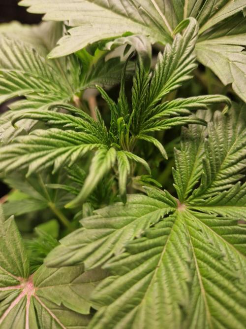 Shady apples. Week 6 - Special qiern 1