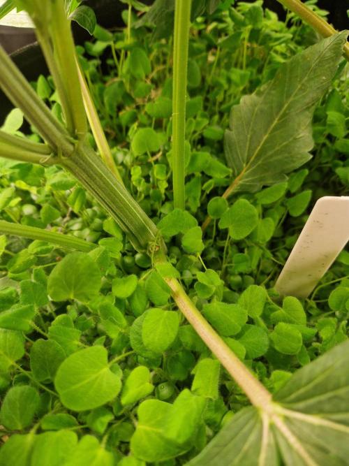 Shady apples. Week 6 - Special queen1