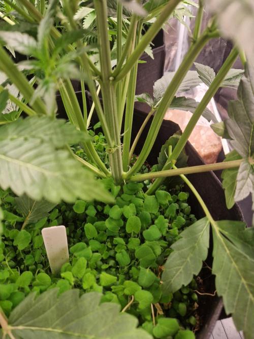 Shady apples. Week 6 - Special quern 1