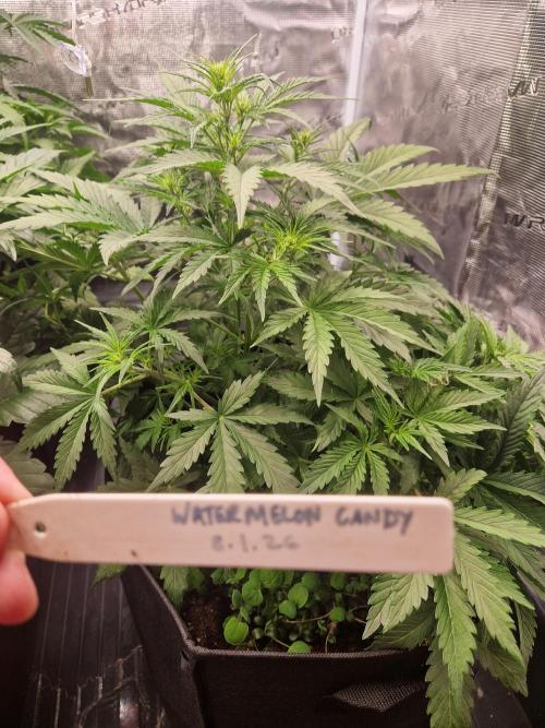 Shady apples. Week 6 - Watermelon candy