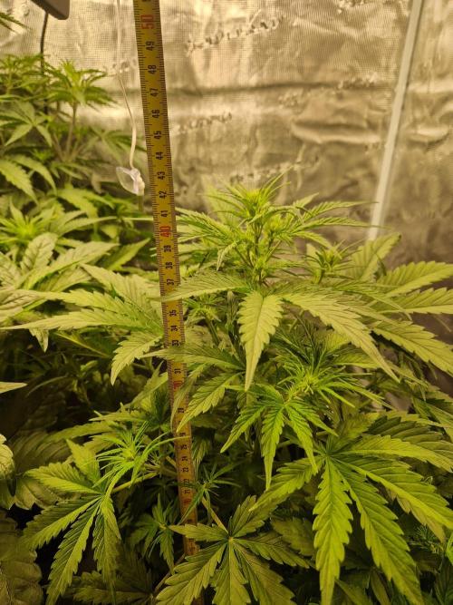 Shady apples. Week 6 - Watermelon candy