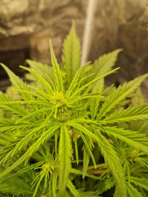 Shady apples. Week 6 - Watermelon candy