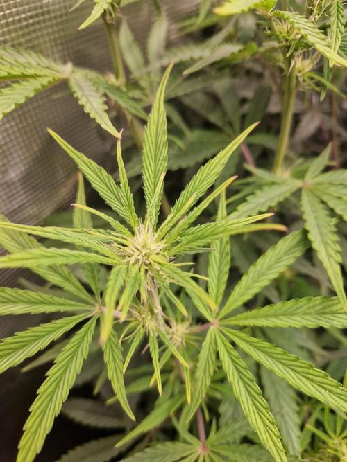 Shady apples. Week 7 - Shady apples