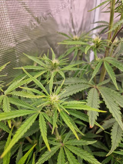 Shady apples. Week 7 - Shady apples