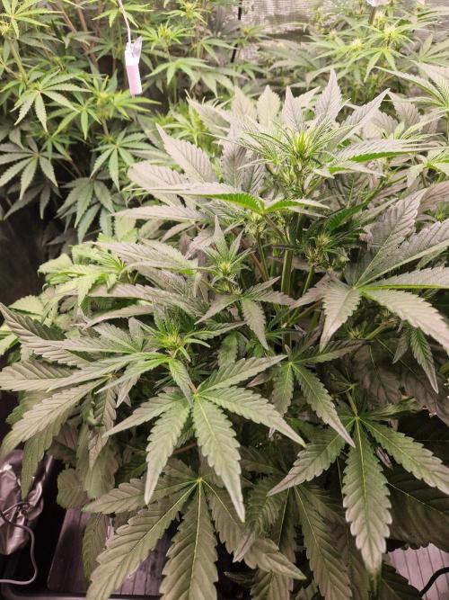 Shady apples. Week 7 - Special queen 1